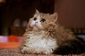 Of course, they are playful, good humour and athletic. Cat Breeds With Wavy Hair List With Photos