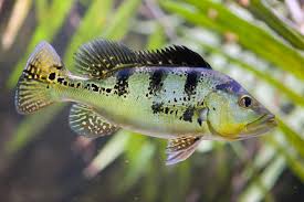 We did not find results for: Peacock Bass Fishing Tips C Peacock Bass On The Fly