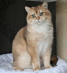 Black silver shaded (chinchilla) british shorthair ns11. British Golden Phenotypes Sundust Cats