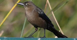 Black Bird With Red And Yellow Stripe On Wing Great Tailed Grackle Grackle Bird Black Bird