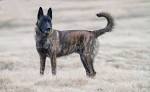 Dutch Shepherd - A Complete Guide To The Dutch Herding Dog