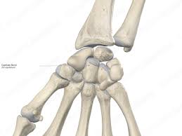 Image result for Capitate Bone