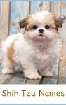 Shih Tzu Names - Adorable To Awesome Ideas For Naming Your ...
