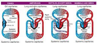 Fish hearts have 2 main chambers: Heart Anatomy On Different Vertebrates