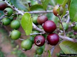 Résultat de recherche d'images pour "ruby supreme red guava"