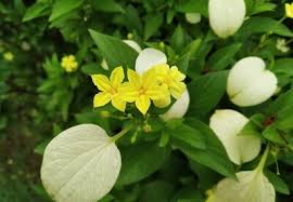 Image result for Pseudomussaenda