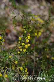 Image result for Fuirena leptostachya