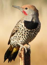 Black And White Bird With Red Head California Gilded Flicker Colaptes Chrysoides Woodpecker Animals Birds