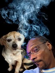 Hi This is Molly, my 11 year old dog. She already looks like she's totally  stoned 😅 Could anyone make a funny edit of her — like red eyes, a joint,  sunglasses,