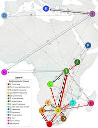 Image result for Helichrysum ellipticifolium