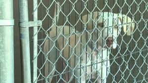 Apr 19, 2021 · it is only natural that our members & kennels want access to referrals & references to best place their greyhounds in groups that excel at greyhound adoption in the united states. Preparing Your Pets For A Pawsitive Experience When Returning To The Office Ktvl
