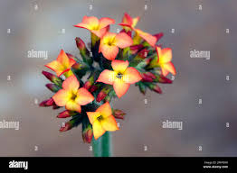 Image result for Kalanchoe lateritia