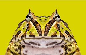 Cranwell's horned frog (ceratophrys cranwelli), also called the chacoan horned frog, is a terrestrial frog endemic to the dry gran chaco region of argentina, bolivia, paraguay and brazil. Pacman Frog Care The Complete Beginner S Guide