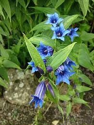Image result for Gentiana asclepiadea alba