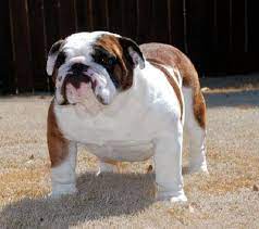 English bulldog puppy is one of the good options for every family who wants to take care of a puppy. English Bulldog Puppies For Sale In Houston Tx Zoe Fans Blog Bulldog Puppies English Bulldog Puppies Bulldog Dog