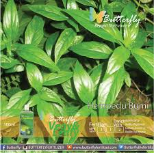 Hempedu bumi nama tempatan : Pokok Herba Butterfly
