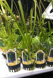 Image result for Vallisneria spiralis