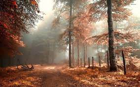 Imgur Autumn Wallpaper Hd Autumn Forest Forest Wallpaper
