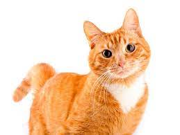 Why Are Orange Tabby Cats So Affectionate 4 Possible Reasons