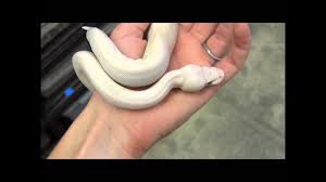 This morph tolerates handling and adapts well to captivity. Baby Blue Eyed Leucistic Ball Python Youtube