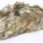 Oysters from en.wikipedia.org