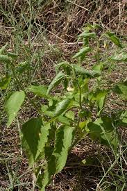 Image result for Physalis pubescens