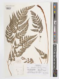 Image result for Arachniodes webbiana