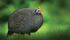 These strange and serious birds help the vegetable garden by working constantly as full time snail and slug trappers. Guinea Hen Getting Guineas Make Sure You Train Them Right Hobby Farms