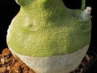 Image result for Adenia hastata