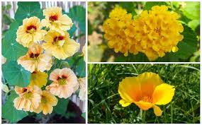 Annual climbing plants often show an extreme growth rate. 10 Cheerful Yellow Annuals To Grow This Year Garden Lovers Club