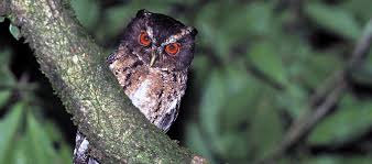 Download lagu mp3 & video: Harga Burung Hantu Celepuk Varian Dengan Tubuh Mungil Dan Imut Daftar Harga Tarif