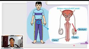 Testis ialah kelenjar seksual yang terdapat dalam saku berkedut yang dipanggil skrotum. Tahun 5 Pendidikan Kesihatan Sistem Reproduktif Manusia Youtube