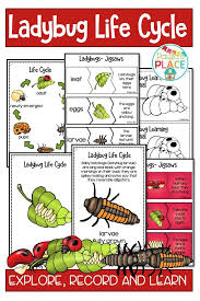 Ladybug Life Cycle Activities And Worksheets Ladybug Life Cycle Ladybug Life Cycle Activities Life Cycles