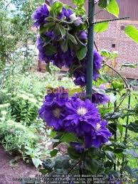 Check spelling or type a new query. Welche Clematis Dazu Rosen Forum Garten Forum Schmid Gartenforum