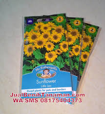 Jual biji bunga matahari, salah satu tanaman hias yang cukup banyak penggemarnya.bunga ini memang sangat unik, dimana dari ukurannya yang besar dan bentuknya menyerupai matahari memang menjadi salah satu daya tarik tersendiri. 87 Gambar Bunga Matahari Mini Terbaik Gambar Pixabay