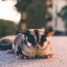 5 Common Sugar Glider Diseases