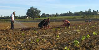 « en zone rurale, les hommes arrivent davantage à se débrouiller, bricoler. Jardins De Cocagne Un Panier Bio Et Solidaire Adapte A Vos Besoins