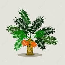 Coconuts, acai berries, and betel nuts are all from palm trees, so if you find these fruit, you can be sure you've found a palm tree. Editable Isolated Short Date Palm Tree On Light Background With Ripe Fruits Vector Illustration Royalty Free Cliparts Vectors And Stock Illustration Image 117995530