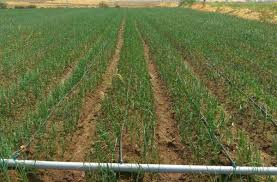 Use drip irrigation to water oddly shaped sections of your lawn, hanging baskets or vines growing on a trellis that cannot be reached by normal sprinklers or manual watering cans. Drip Irrigation System A Complete Guide Agri Farming