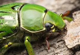 Image result for Gnidia microcephala