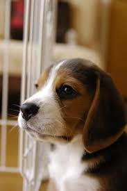 Click Visit Site And Check Out Best Beagle T Shirts This Website Is Outstanding Tip You Can Search Your Name Or Your Beagle Dog Beagle Puppy Cute Beagles