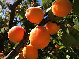 First name * last name * pickup location * cell phone * cell provider. Fruit Tree Planting Care Tips Faddegon S Nursery Inc