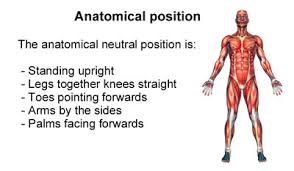 Check spelling or type a new query. Lab 1 Anatomical Terminology Summer2020 Crn 30085 Biol110m Section A Anatomy Physiology I