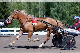 Finnhorse Mare Taruntuuli 246001s00101986 Sukuposti Pull Cart Horse Cart Horses