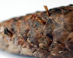 Image result for Cydia strobilella