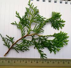 Image result for Platycladus orientalis