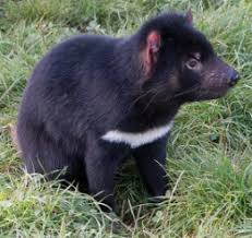 Dibujos del demonio de tasmania, diablesas , de ángeles y demonios, láminas de dibujos para colorear del mismísimo satán, tatuajes de ángeles y demonios, hasta un nivel más profesional. Demonios De Tasmania Caracteristicas Origen Y Ciclo De Vida