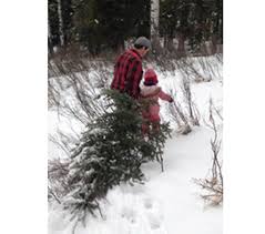 Tips on where to go and how to do it. Cut Down Your Own Christmas Tree Highriveronline Com