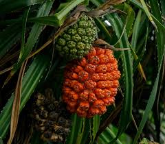 Image result for Pandanus sp. A
