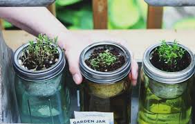Glass mason jars mounted on an old piece of barn or pallet wood can make a lovely vertical herb garden for your kitchen! Mason Jar Diy Kitchen Herbs Garden Vitacost Blog